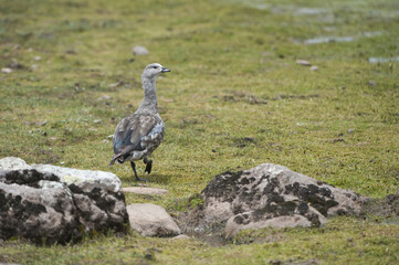 Blue-winged Goose or Abyssinian Blue-winged Goose (Cyanochen cyanoptera), Bale mountains national park, Ethiopia.