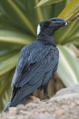 Thick-billed Raven (Corvus crassirostris), Simien mountains national park, Amhara region, North Ethiopia