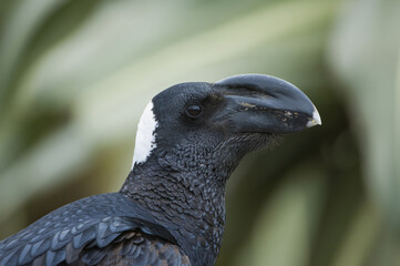 Thick-billed Raven (Corvus crassirostris), Simien mountains national park, Amhara region, North Ethiopia