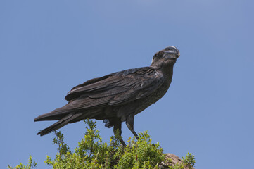 Thick-billed Raven (Corvus crassirostris), Simien mountains national park, Amhara region, North Ethiopia