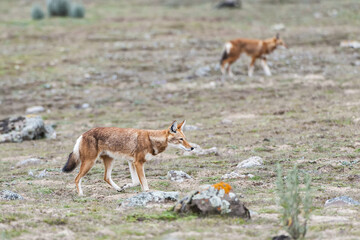 Ethiopian Wolf (Canis simensis), Bale mountains national park, Ethiopia