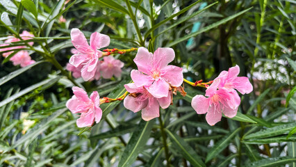 Red jasmine on the garden