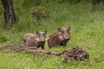 Eritrean Warthog (Phacochoerus africanus aeliani), Bale Mountains, Ethiopia