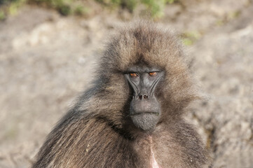 Gelada baboon (Theropithecus Gelada), Simien mountains national park, Amhara region, North Ethiopia