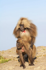 Naklejka premium Mating Gelada baboons (Theropithecus Gelada), Simien mountains national park, Amhara region, North Ethiopia