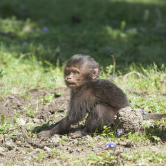 Baby Gelada baboon (Theropithecus Gelada), Simien mountains national park, Amhara region, North Ethiopia