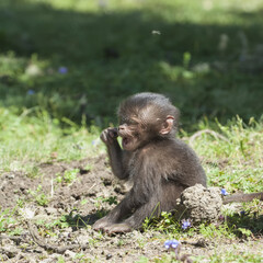 Baby Gelada baboon (Theropithecus Gelada), Simien mountains national park, Amhara region, North Ethiopia