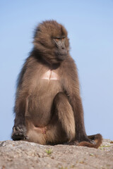 Gelada baboon (Theropithecus Gelada), Simien mountains national park, Amhara region, North Ethiopia