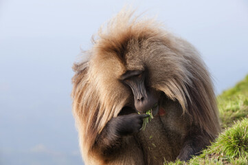 Gelada baboon (Theropithecus Gelada), Simien mountains national park, Amhara region, North Ethiopia