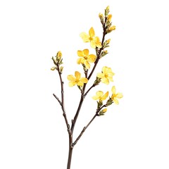 Forsythia isolated on white background, close up
