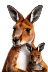 Fototapeta premium Mother Kangaroo and Joey Portrait: Heartwarming Wildlife Close-Up in Stunning Detail for Nature Photography Lovers