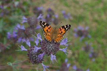 Vanessa cardui