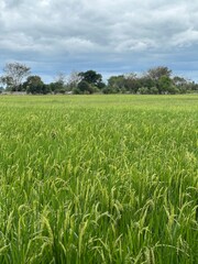 green paddy field and blue sky
