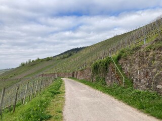 Wanderweg durch die Weinberge an der Mosel bei Kröv