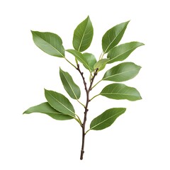 Frangula alnus left isolated on a white background, close up