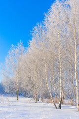 White birches covered with snow on a frosty day