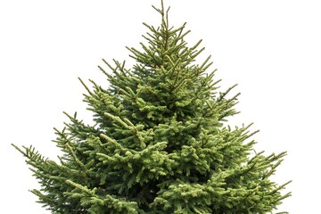 Fraser fir tree isolated on a white background, close up