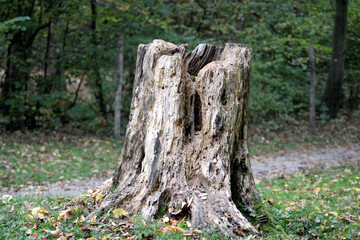 Holzstamm, Baumstumpf, Stumpen, Grafenberger Wald, Wildpark