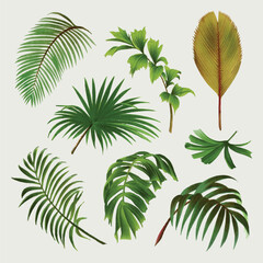 Set of tropical leaves showing different shapes and shades of green