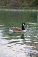 country goose swimming in the lake