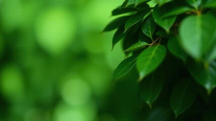Obraz premium A serene and calming green background perfect for the concept of silence and secrecy, quiet, background, hush