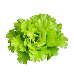 Lettuce — stock photo isolated on white background PNG transparent