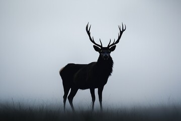 Naklejka premium Majestic Stag in Mist: A Shadowy Presence in Nature's Embrace
