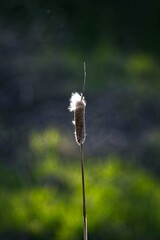 single cattail in spring