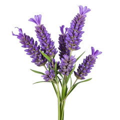 A bunch of lavender flowers isolated on white background PNG transparent
