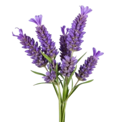 Fototapete A bunch of lavender flowers isolated on white background PNG transparent © Tisha