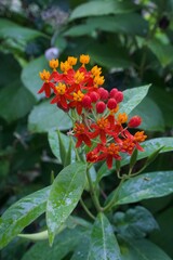 Asclepias curassavica
