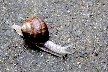Schnecke, Schneckenhaus, Grafenberger Wald, Wildpark