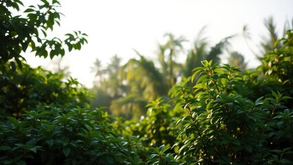 An image of a lush green background perfect for conveying peace and tranquility, serene, calmness, relaxation