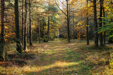 Leśna droga w Kaletach © Michał Pronczew