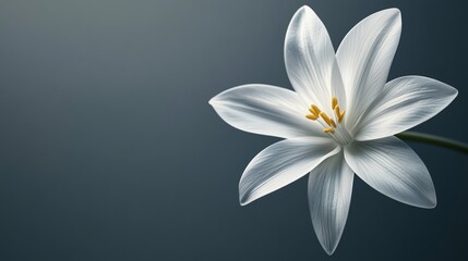 Fototapeta premium Minimalist White Flower on Dark Background Representing Simple Urban Style Design