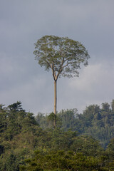Tall unidentified tree rising above others at the hill