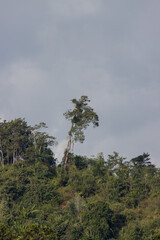 Tall unidentified tree rising above others at the hill