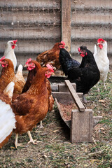 Farm Hens gather around feeding bowl