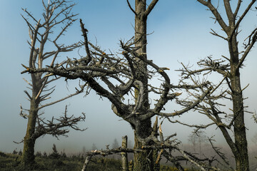 In a tranquil forest setting, tall, bare trees dominate the landscape, their twisted branches reaching towards the grey sky. Thick fog envelops the scene, adding to the mysterious atmosphere.