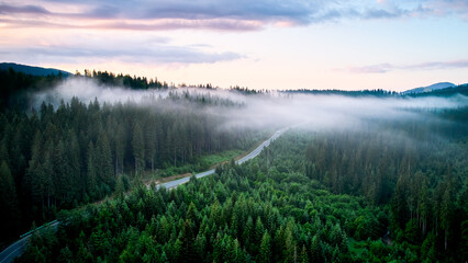 Aerial view of winding road snakes through dense, mist-covered forest in early morning light. Lush...