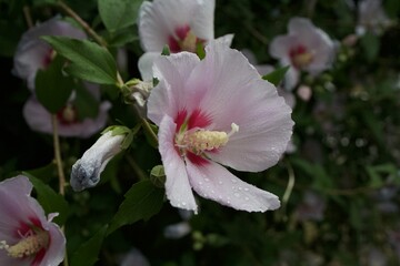 Obraz premium Hibiscus syriacus