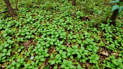 Fototapeta premium Lush green moss grows densely on the forest floor, covering rocks and fallen logs, woodland, nature, plant