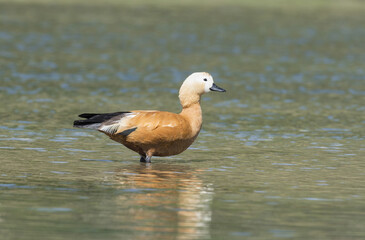 Ruddy Shelduck (Tadorna ferruginea) standing in water, Chitwan National Park, Nepal