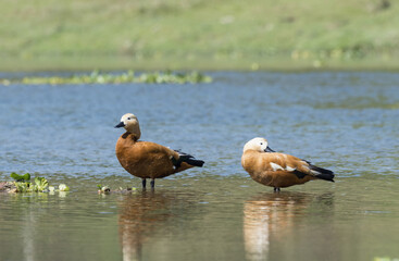 Ruddy Shelducks (Tadorna ferruginea) standing in water, Chitwan National Park, Nepal