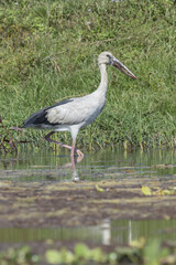 Asian Openbill Stork (Anastomus oscitans) walking in the water, Chitwan National Park, Nepal