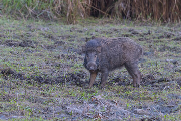 Indian Wild Boar (Sus scrofa cristatus), Chitwan National Park, Nepal