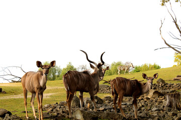 Springböcke, Zoom Erlebniswelt, Gelsenkirchen