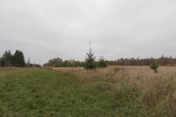 Reinhardswald, Germany - 11 17 2024: Future location of the wind turbine WEA02 in the Reinhardswald wind farm. Original condition before development.