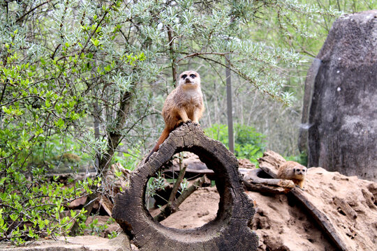 Erdm&auml;nnchen, Zoom Erlebniswelt, Gelsenkirchen