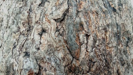 Close up of old tree bark, texture tree bark, suitable for nature themed